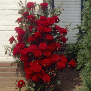 That's Jazz'  vijoklinis plika šaknis