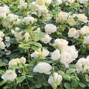 VANESSA BELL (AUSEASEL) vazone