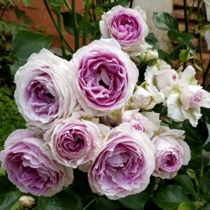 VESALIUS plika šaknis NAUJIENA