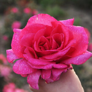 Venrosa vazone lb kvapni