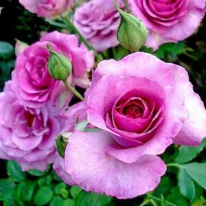 Violet parfume stambiažiedis kvepianti plika šaknis