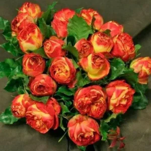 Vulkanica vazone.   Tinka pradedantiesiems