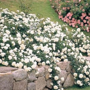 WHITE MEIDILAND vazone