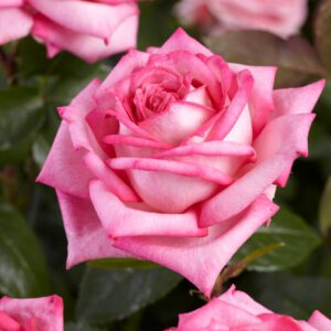 Wedding Bells kvapni plika šaknis