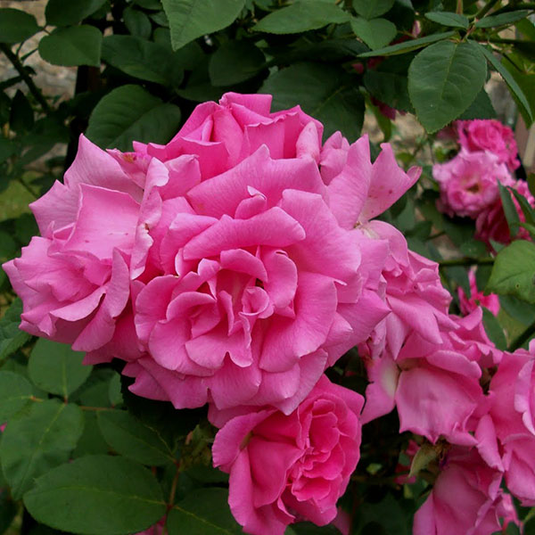 ZEPHIRINE DROUHIN stipraus kvapo