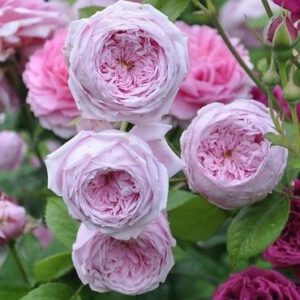 ⭐ Top pasirinkimas SPIRIT OF FREEDOM   plika šaknis 5 d Akcija!!!