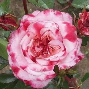 Rosenstadt Freising vazone