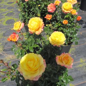 Rose der hoffnung vazone