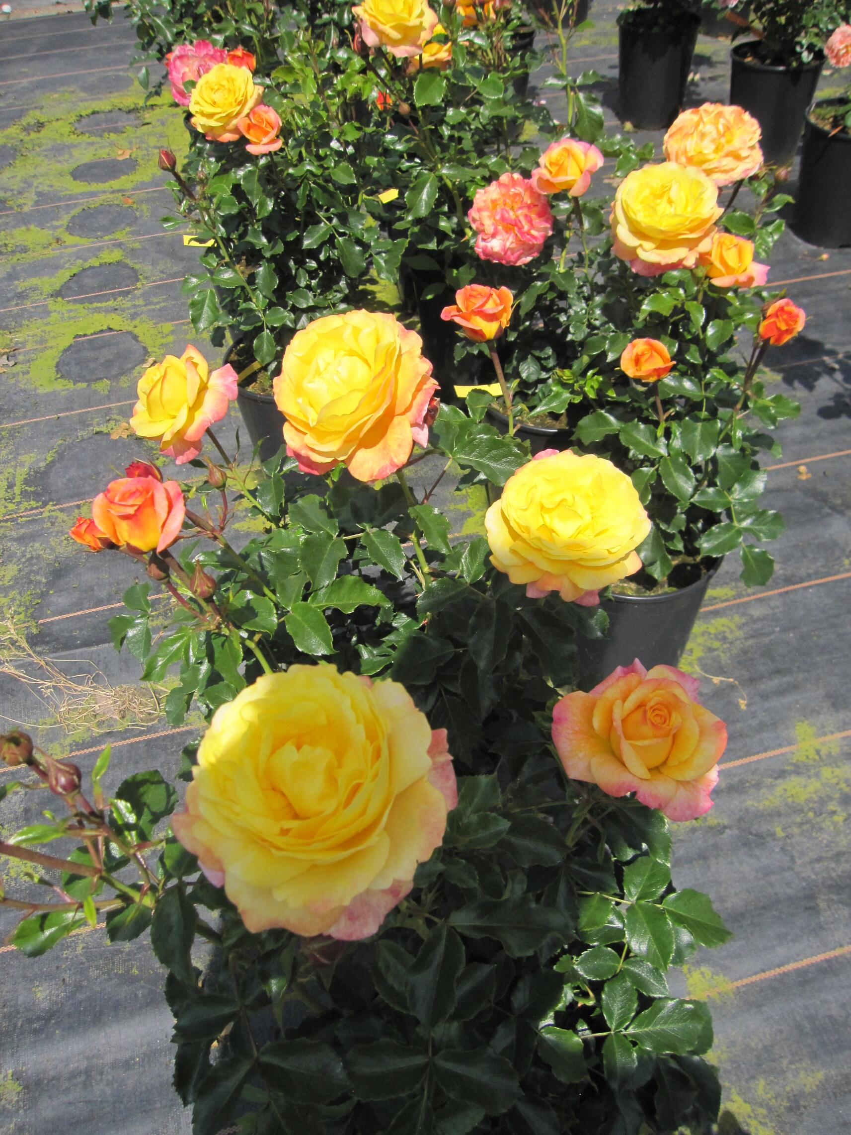Rose der hoffnung vazone