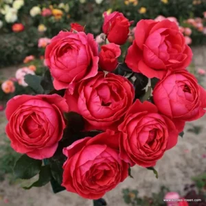Gartenprinzessin Marie-José vazone
