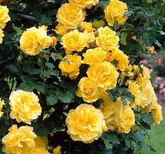 Golden perfume vazone