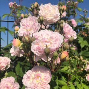 Romantic Siluetta vazone