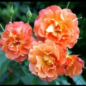 Orange climbing vazone