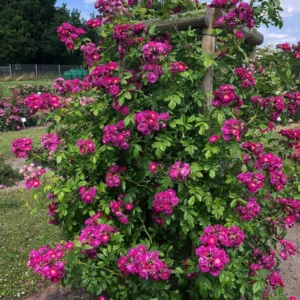 Purple Siluetta vazone