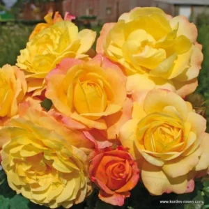 Rose der hoffnung vazone