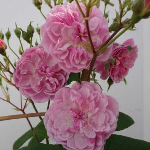 Romantic Siluetta vazone