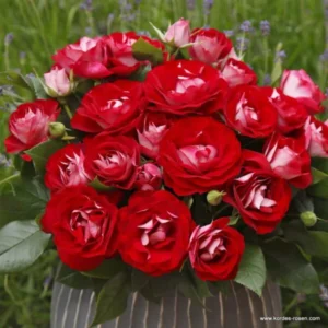 Rose der Einheit vazone