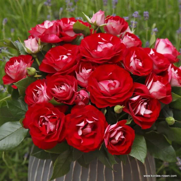 Rose der Einheit vazone