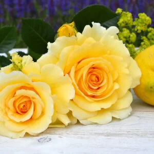 Sommergold vazone