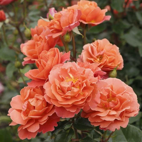 Theodor Fontane Rose vazone
