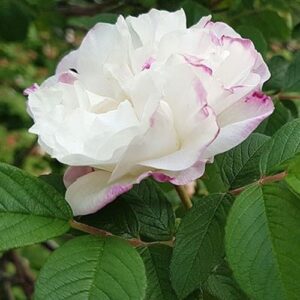 KANADINĖ  LOUISE BUGNET vazone