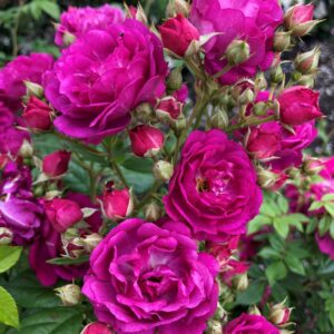 Purple Siluetta vazone