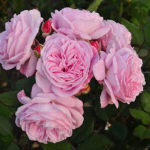 ROSENGRAFIN MARIE HENRIETTE vazone