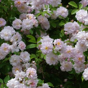 PAULS HIMALAYAN MUSK vazone