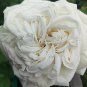 Rosa Parfum vazone