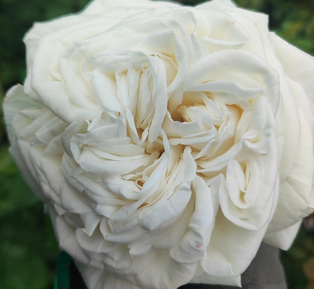 Rosa Parfum vazone